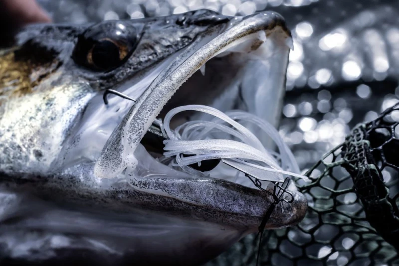 Quantum 4Street Chatter 6 Quantum 4Street Chatter – Image 4