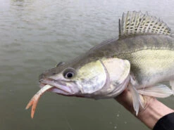 Quantum Pelagic Shad Set 21cm, 60g 8 Quantum Pelagic Shad Set 21cm, 60g -Pêche Équipement Magasin 22 3456008r 3