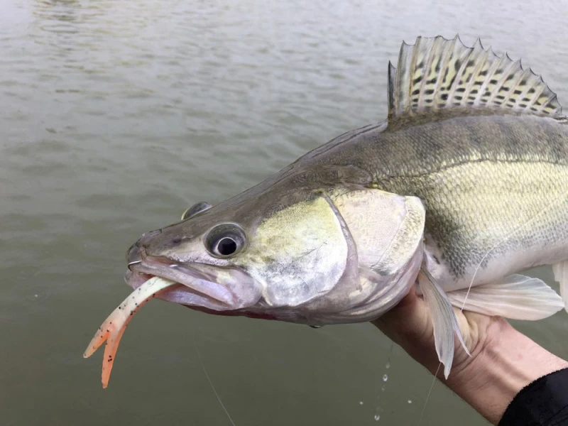 Quantum Pelagic Shad Set 21cm, 60g 5 Quantum Pelagic Shad Set 21cm, 60g – Image 3