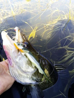 Quantum Pelagic Shad Set 21cm, 60g 9 Quantum Pelagic Shad Set 21cm, 60g -Pêche Équipement Magasin 22 3456008r 4