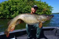 Savage Gear 4D Linethru Roach 25cm, 216g Sinking 5 Savage Gear 4D Linethru Roach 25cm, 216g Sinking -Pêche Équipement Magasin 72387r 2