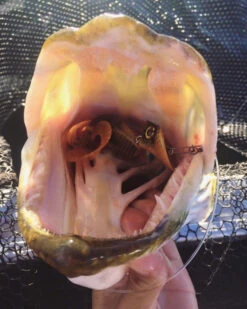 Headbanger Tail 10 Headbanger Tail -Pêche Équipement Magasin Headbangertailr 3