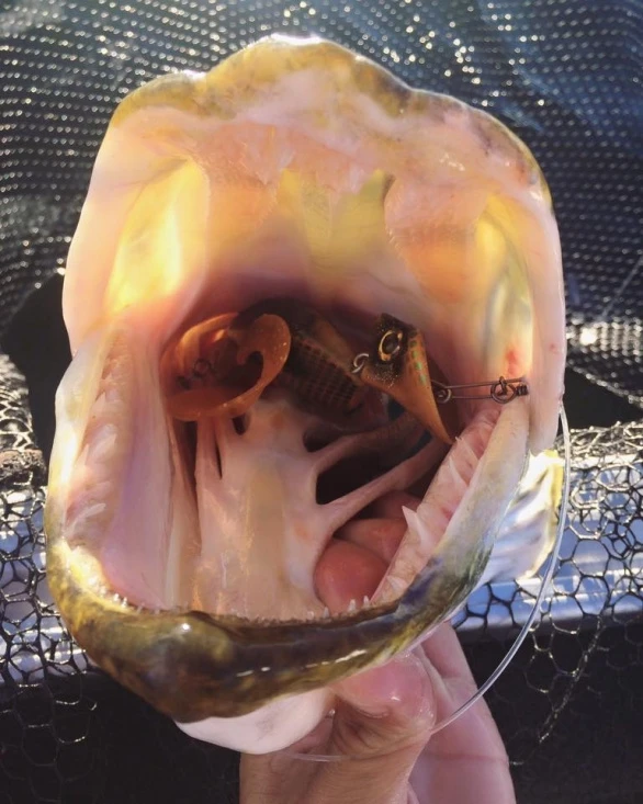 Headbanger Tail 5 Headbanger Tail – Image 3