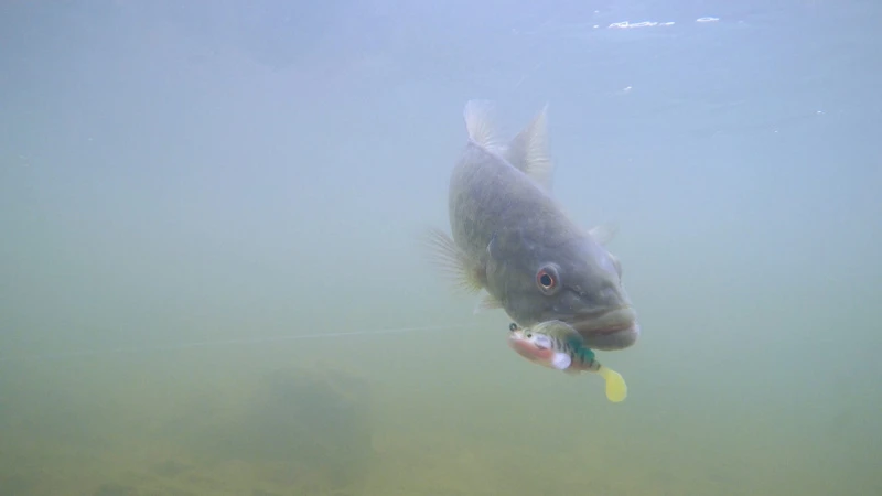 Megabass Dark Sleeper 6 Megabass Dark Sleeper – Image 4