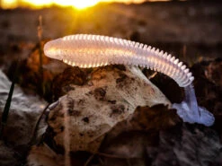 Nikko Winnow 9,5cm (5-pack) 7 Nikko Winnow 9,5cm (5-pack) -Pêche Équipement Magasin NIKKO441r 3