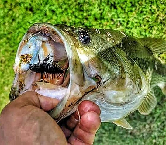 Nikko Zaza Hellgrammite 7,6cm (4-pack) 6 Nikko Zaza Hellgrammite 7,6cm (4-pack) – Image 4