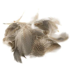 Krickand - Bröst- Och Sidofjädrar